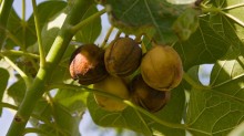 jatropha